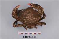 藏品(漢氏勞綿蟹)的圖片